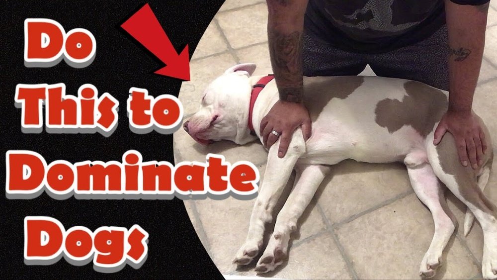 How to Assert Dominance Over Dog