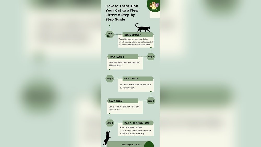 How to Attract Cat to New Litter Box