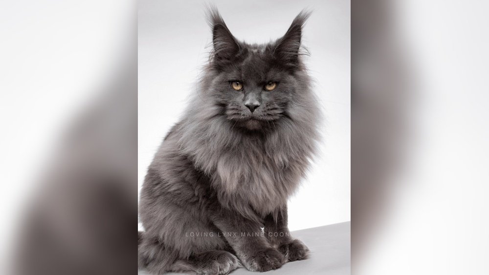 How to Buy Maine Coon Cat
