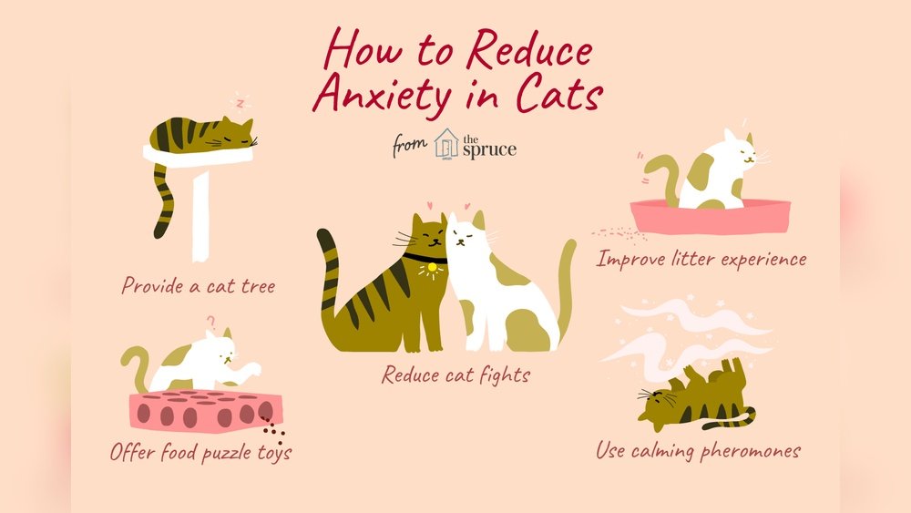 How to Calm an Anxious Cat Naturally