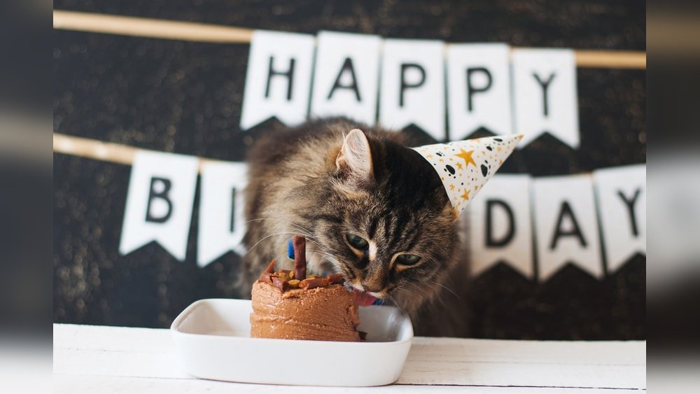 How to Celebrate Cat Birthday