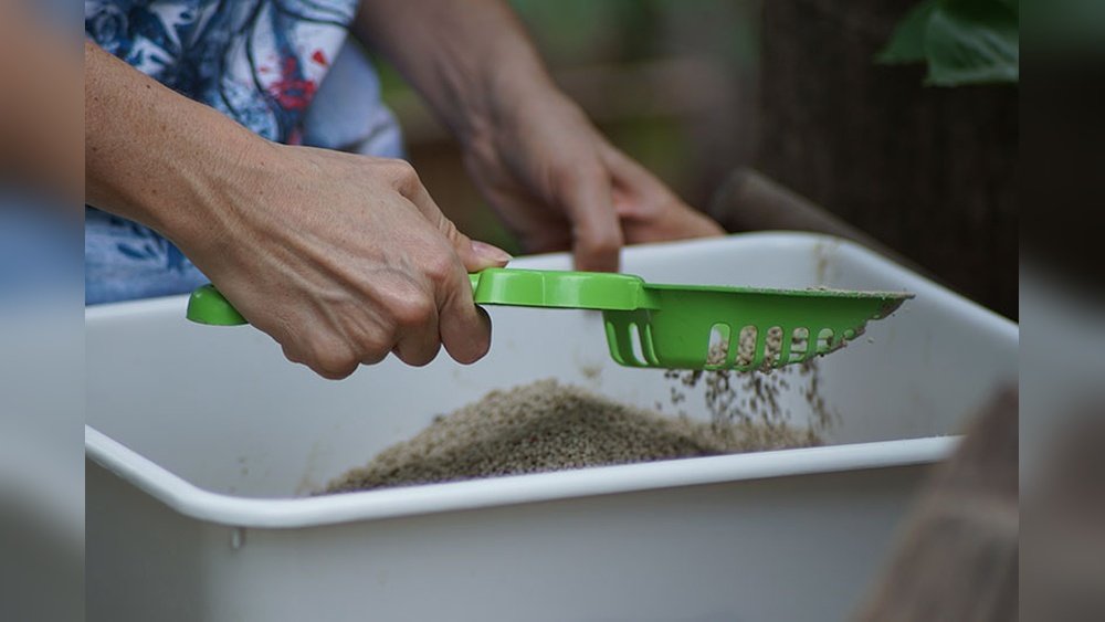 How to Change a Cat Litter Box