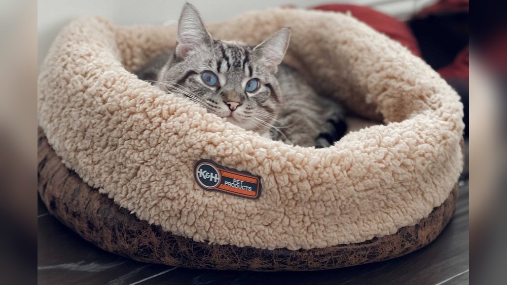 How to Clean a Cat Bed