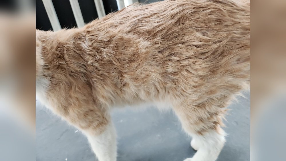 How to Clean a Feral Cat