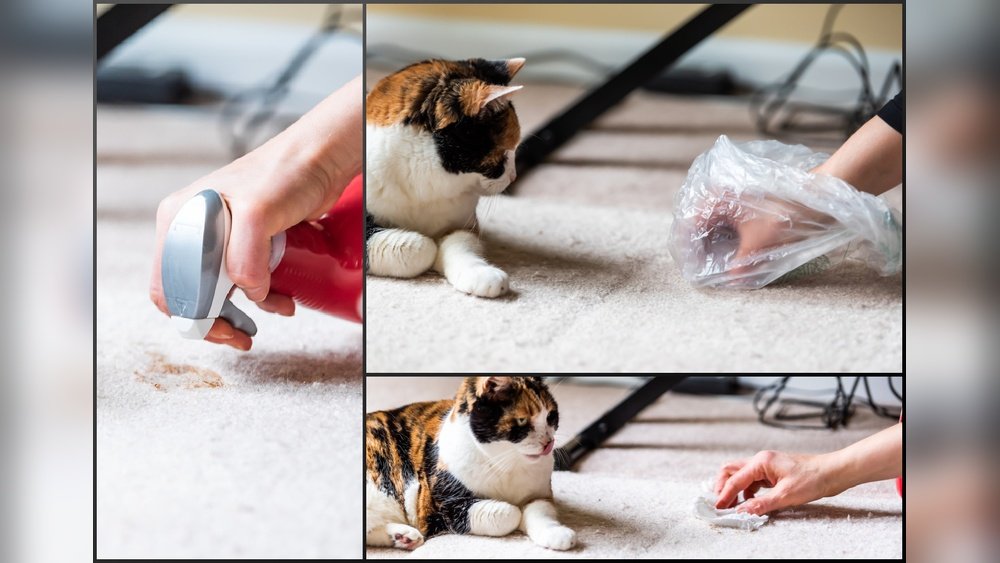 How to Clean Cat Poop Out of Carpet