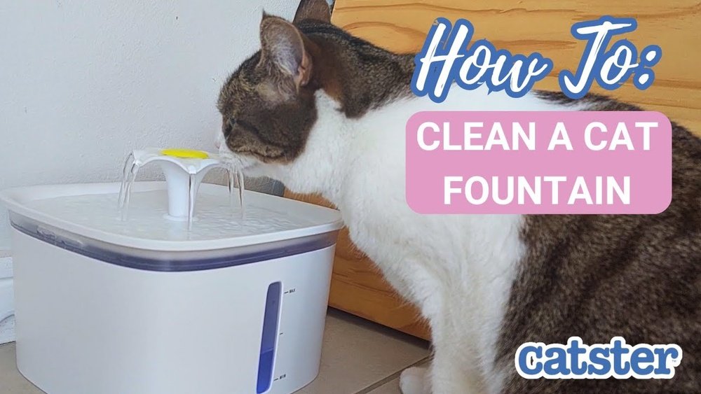 How to Clean Cat Water Fountain