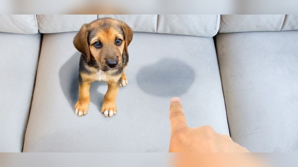 How to Clean Dog Pee on Couch