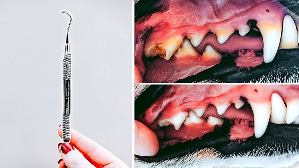 How to Clean Tartar off Dog Teeth