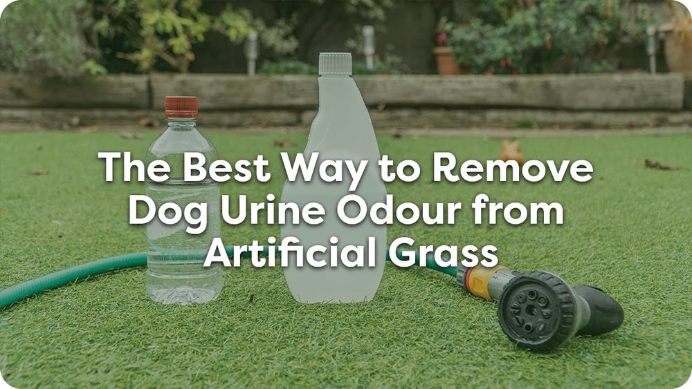 How to Clean Turf from Dog Pee