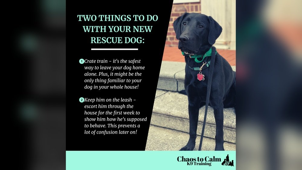 How to Crate Train a Rescue Dog