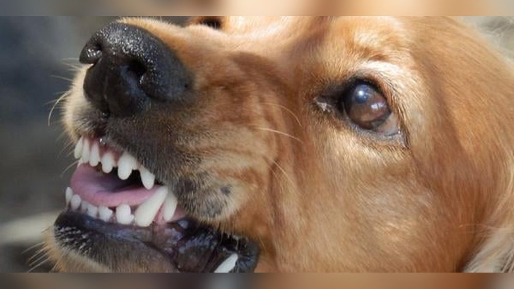 How to Deal With Dog Growling Showing Teeth
