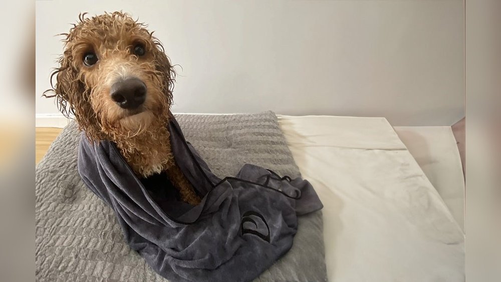 How to Dry Dog After Bath