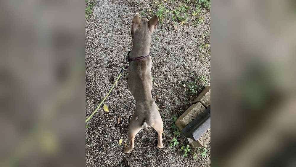 How to Fatten Up a Malnourished Dog