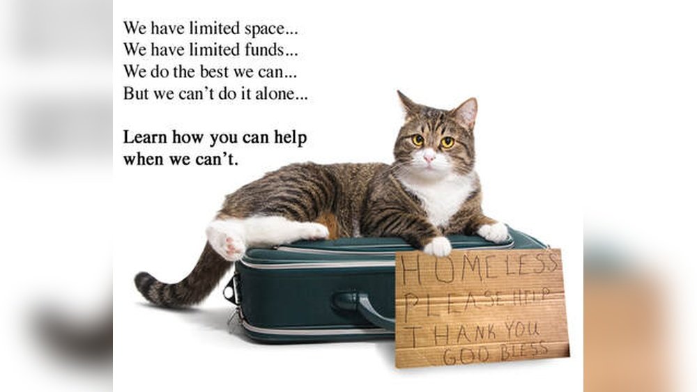 How to Find a Home for a Cat