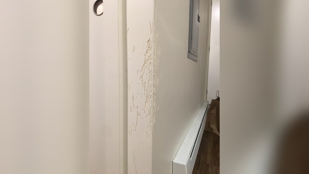 How to Fix Cat Scratches on Wall