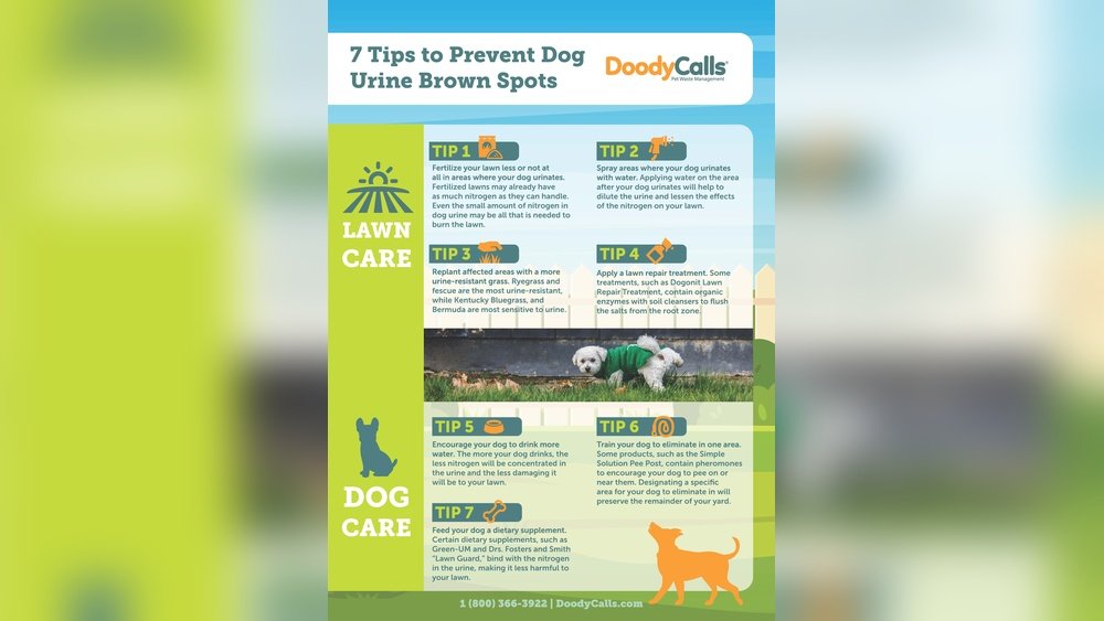 How to Fix Dog Urine Spots on Lawn