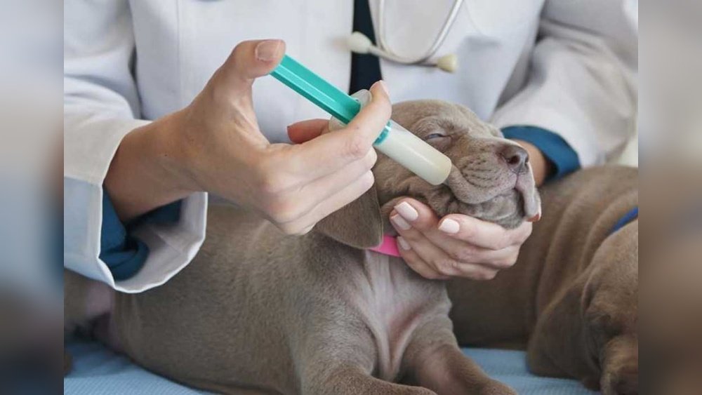 How to Force Feed a Dog