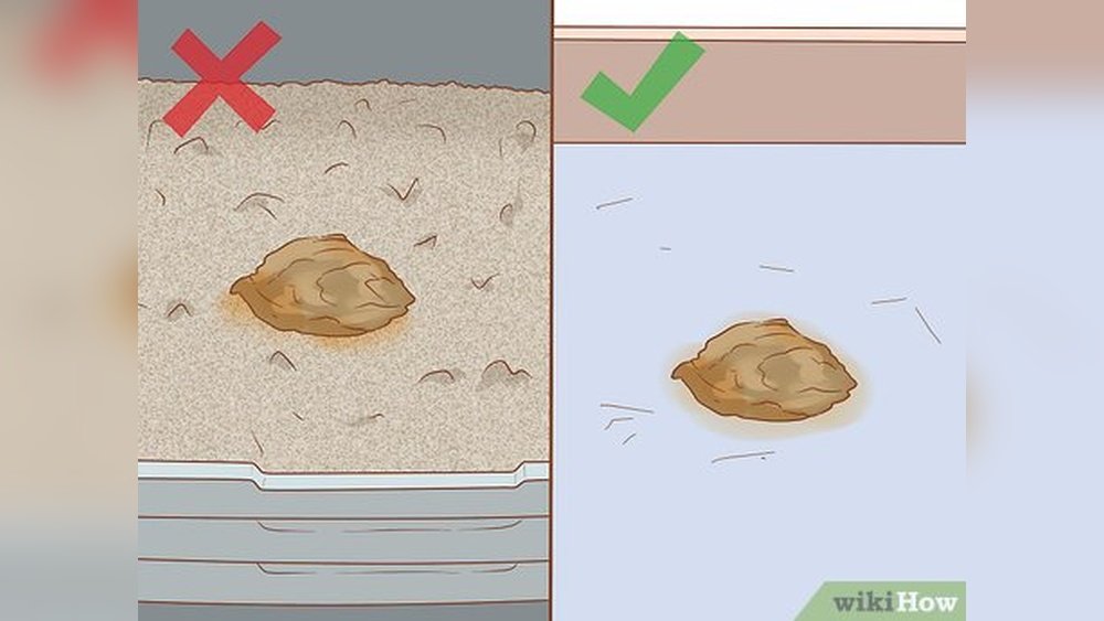 How to Get a Cat Stool Sample