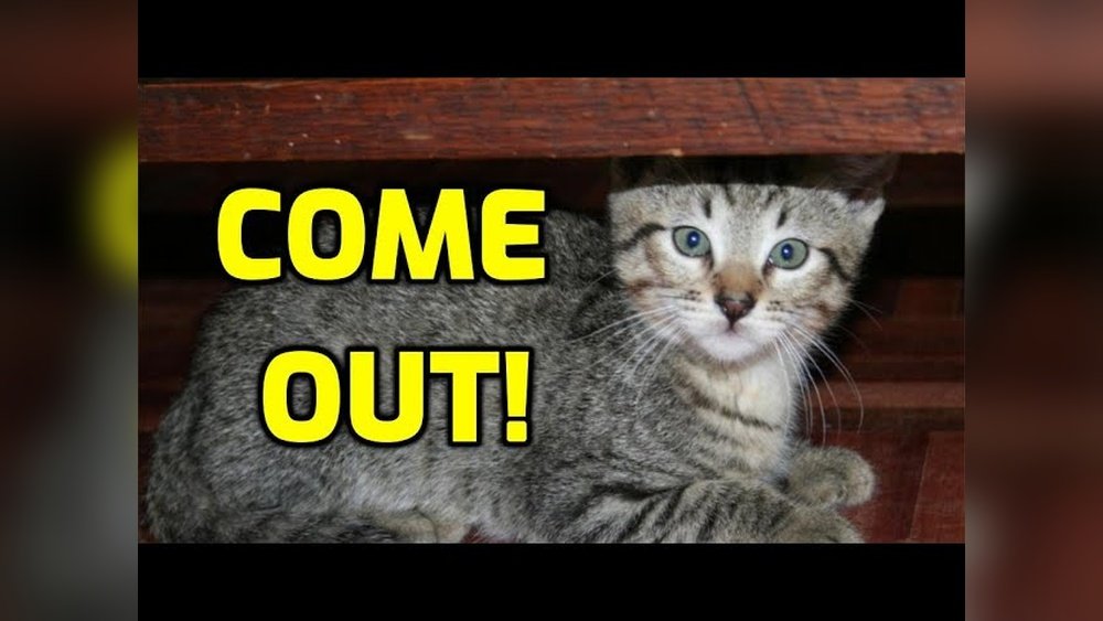 How to Get a Cat to Come Out from Hiding