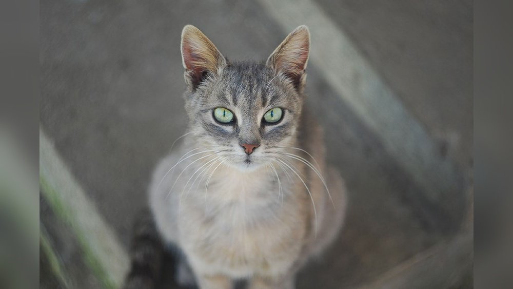 How to Get a Cat to Stop Begging for Food