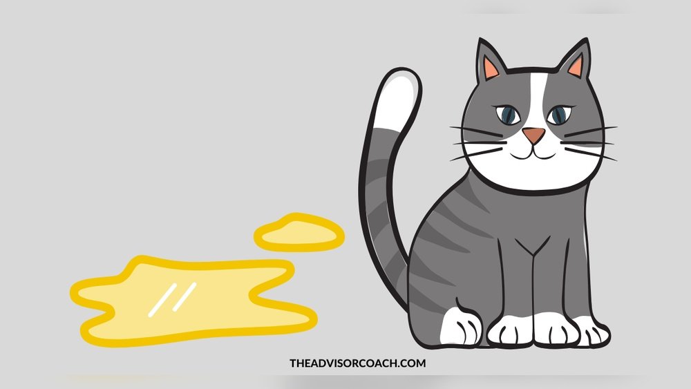 How to Get a Cat to Stop Peeing on Clothes