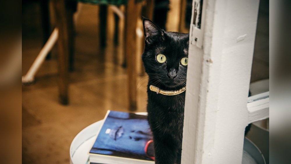 How to Get a Cat Used to a Collar