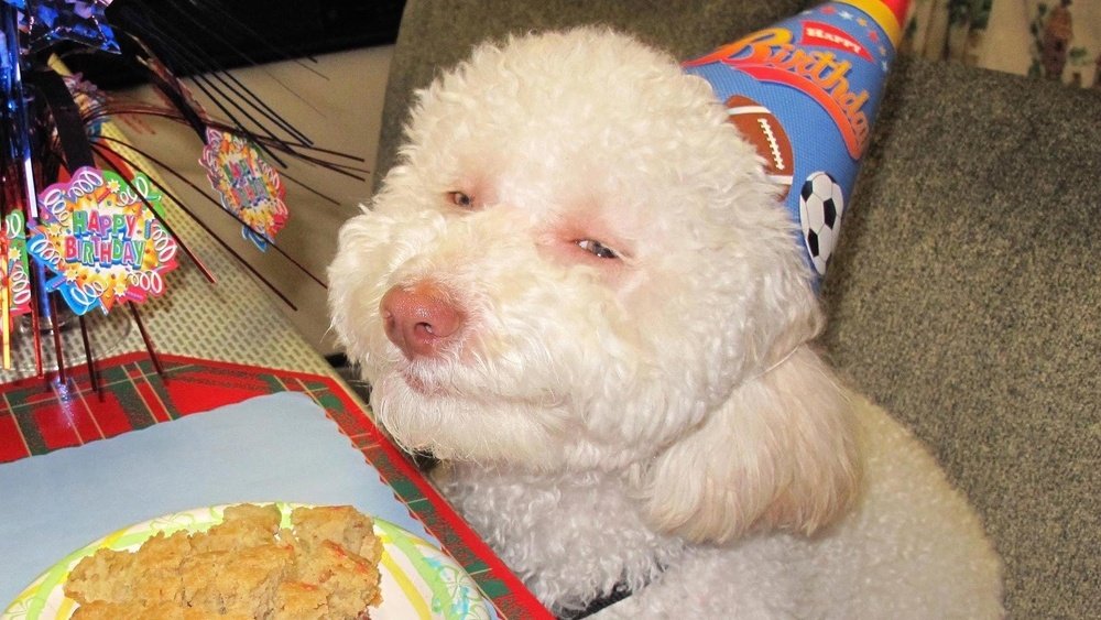 How to Get a Dog High