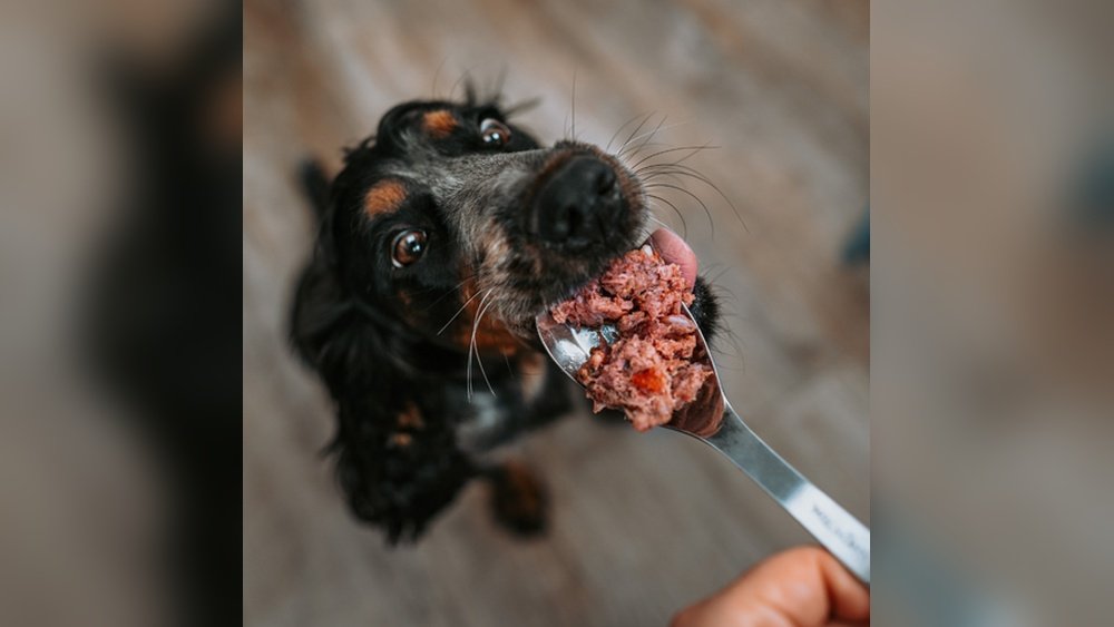 How to Get a Dog to Eat When Sick