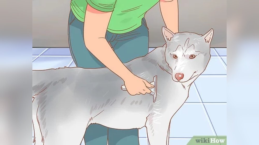 How to Get a Dog to Mount Me