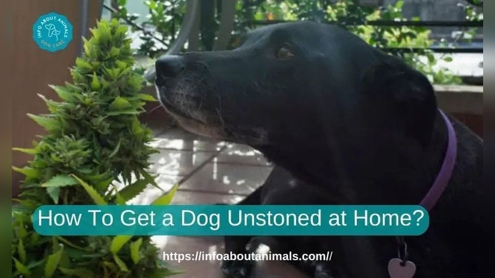 How to Get a Dog Unstoned at Home