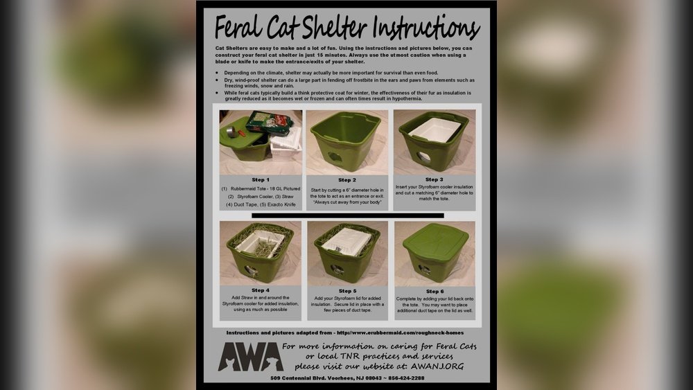 How to Get a Feral Cat to Use a Shelter