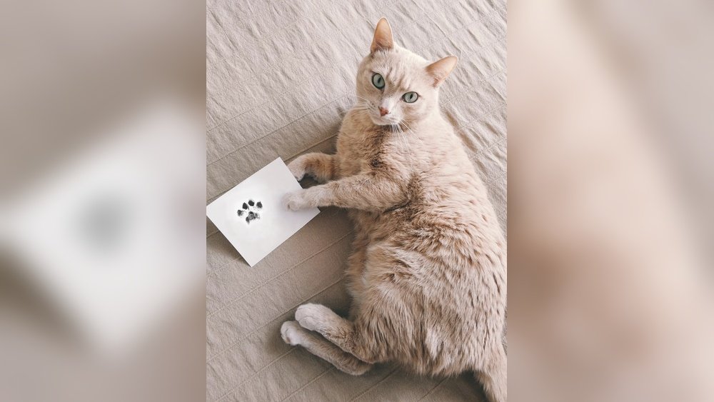How to Get a Paw Print from Your Cat