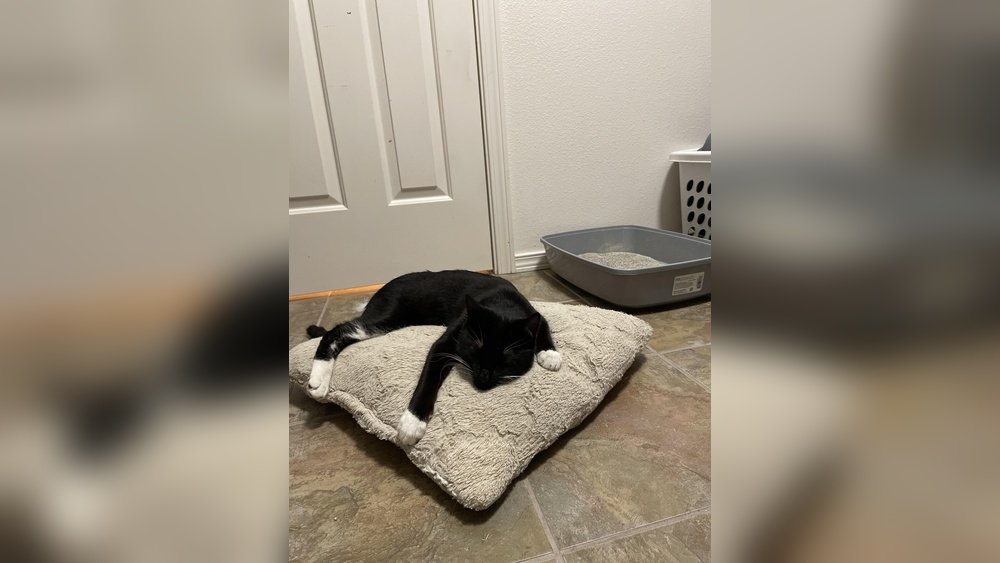 How to Get a Stray Cat to Use Litter Box