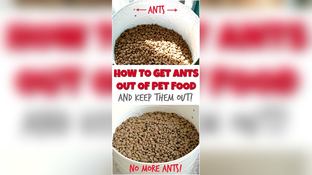 How to Get Ants Out of Dog Food