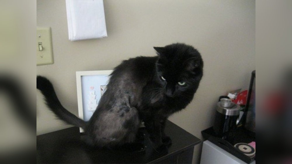 How to Get Candle Wax Out of Cat Fur