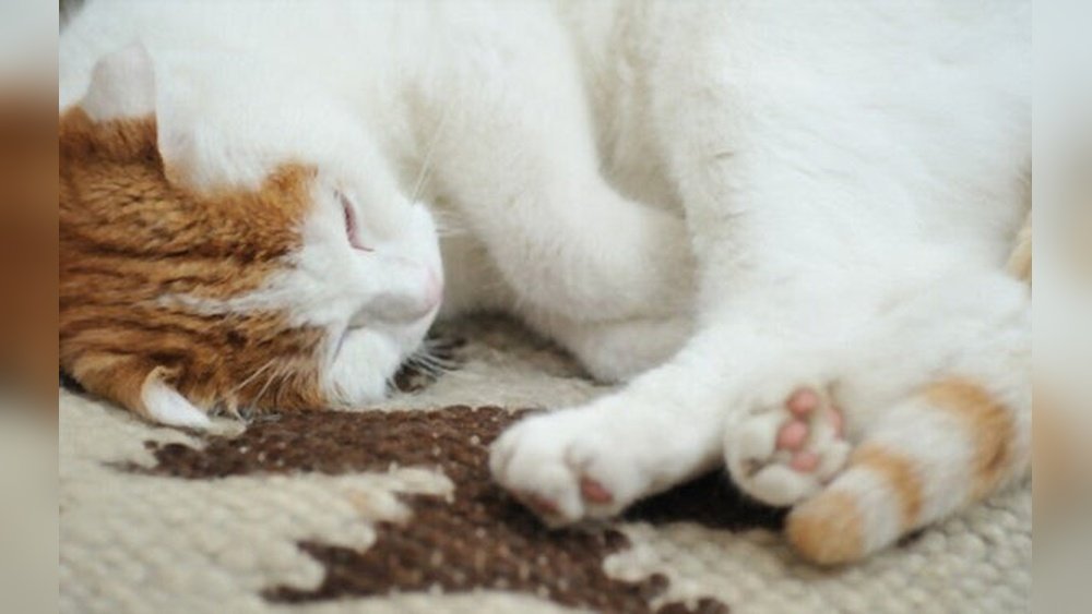 How to Get Cat Feces Smell Out of Carpet