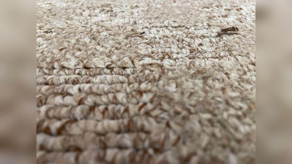 How to Get Cat Hair Out of Carpet