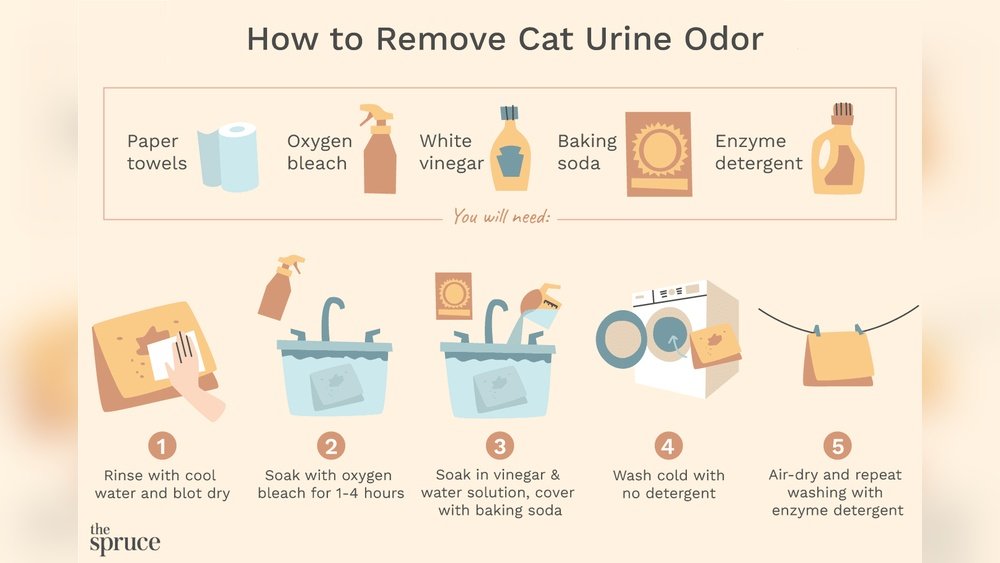 How to Get Cat Pee Smell Out of Shoes