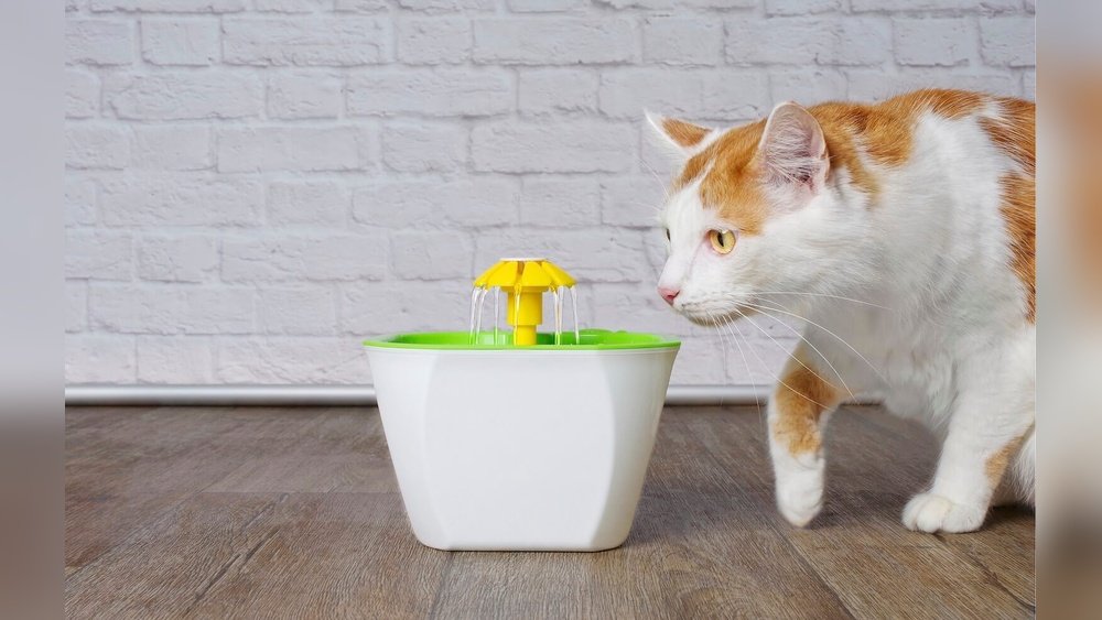 How to Get Cat to Drink from Fountain