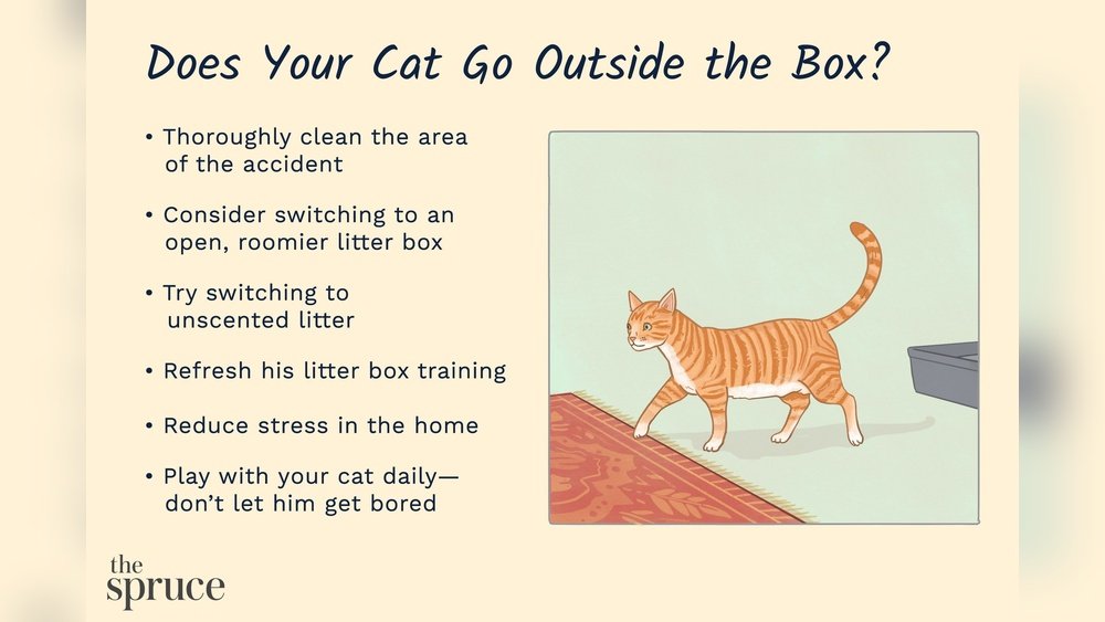 How to Get Cat to Stop Pooping on Rug