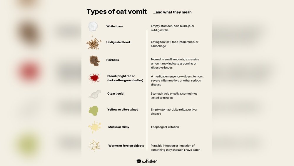How to Get Cat to Stop Throwing Up