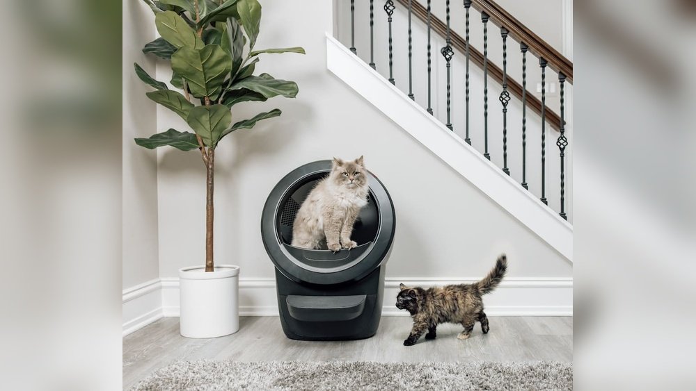 How to Get Cat to Use Litter Robot