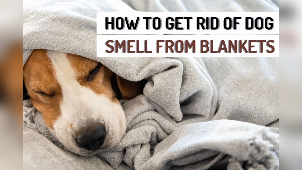 How to Get Dog Odor Out of Blankets