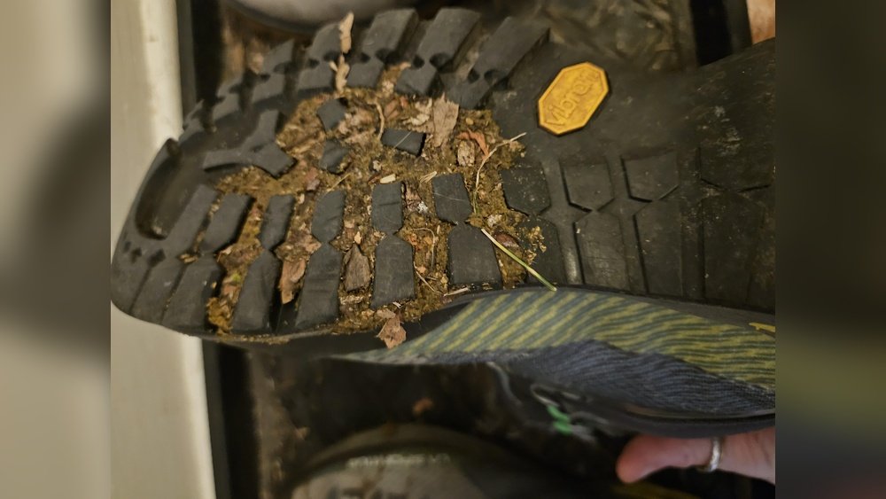 How to Get Dog Poop off Shoe