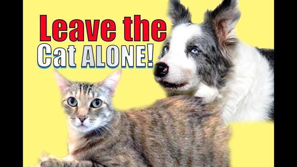 How to Get Dog to Leave Cat Alone