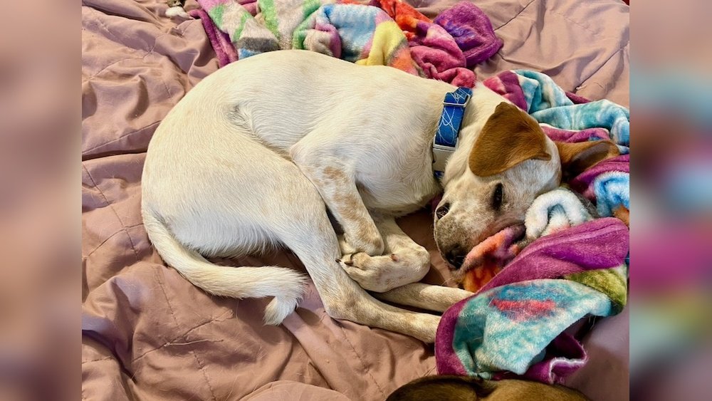 How to Get Dog to Sleep Later