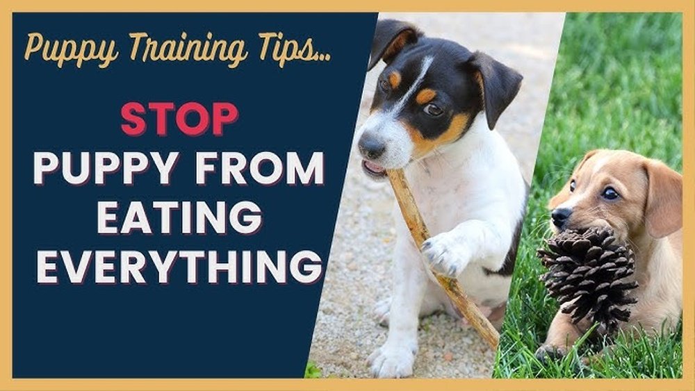 How to Get Dog to Stop Eating Everything