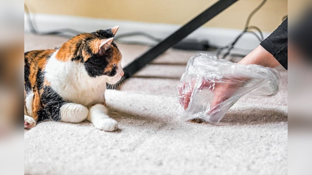 How to Get Dried Cat Poop Out of Carpet