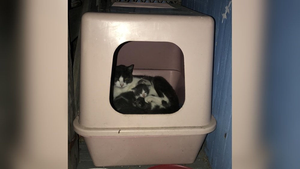 How to Get Feral Cat to Use Litter Box