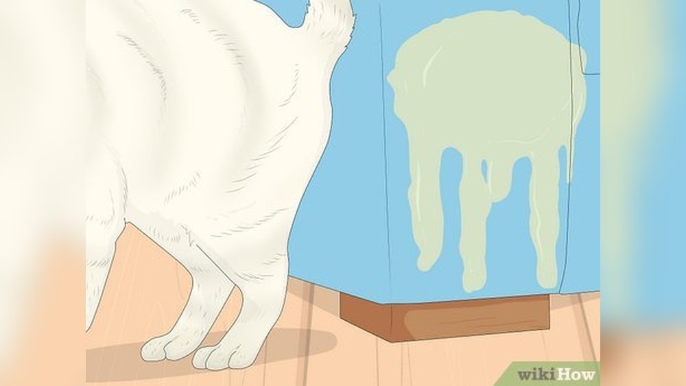 How to Get My Cat to Stop Peeing on Rugs
